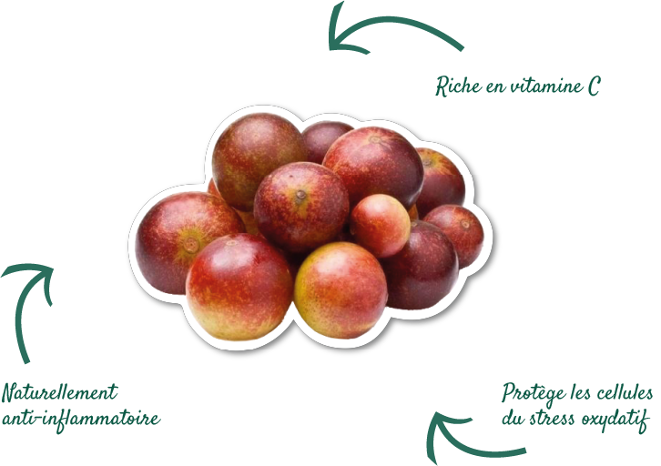 https://eivienature.rl2b.com/wp-content/uploads/2023/09/camu-camu-fleches-1.png